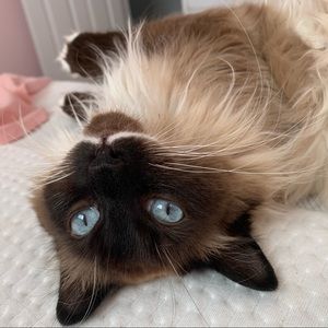 Meet your Posher, Emma